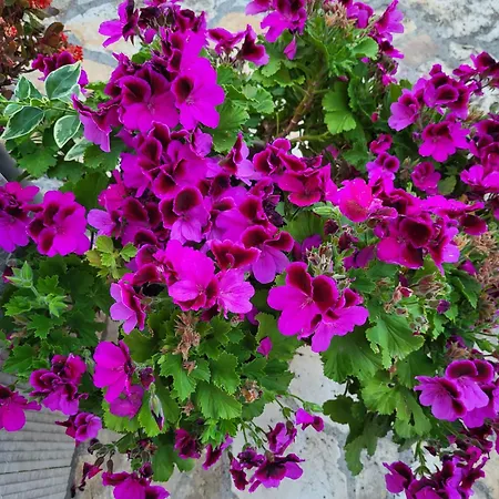 Appartamento Family - 2026 Ryanair's Nr 1 Zara